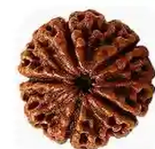 Panch Mukhi Rudraksh included with the Premium Plan